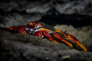 ©+Kamil+Majerczyk+CanaryIsland_5