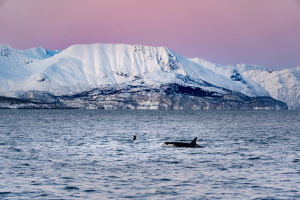 ©+Kamil+Majerczyk+NorthenNorway_22
