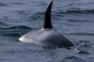 ©+Kamil+Majerczyk+Orcas&Whales_1
