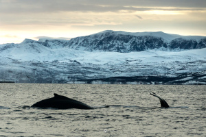 ©+Kamil+Majerczyk+Orcas&Whales_11