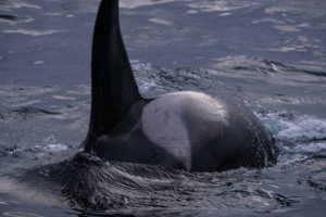 ©+Kamil+Majerczyk+Orcas&Whales_12