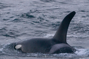 ©+Kamil+Majerczyk+Orcas&Whales_13