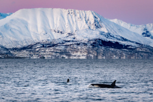 ©+Kamil+Majerczyk+Orcas&Whales_14