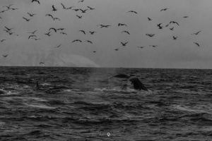 ©+Kamil+Majerczyk+Orcas&Whales_15