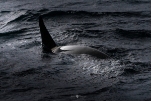 ©+Kamil+Majerczyk+Orcas&Whales_17