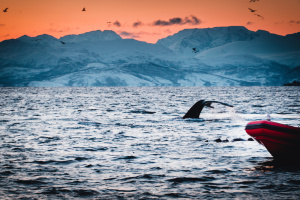 ©+Kamil+Majerczyk+Orcas&Whales_19