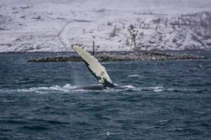 ©+Kamil+Majerczyk+Orcas&Whales_21