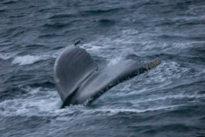 ©+Kamil+Majerczyk+Orcas&Whales_22