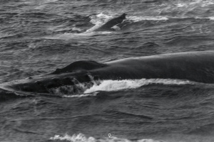 ©+Kamil+Majerczyk+Orcas&Whales_23