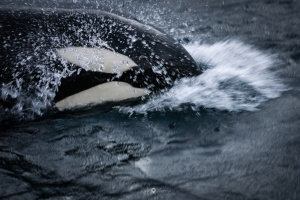 ©+Kamil+Majerczyk+Orcas&Whales_24