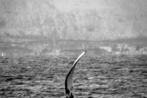 ©+Kamil+Majerczyk+Orcas&Whales_3