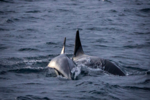 ©+Kamil+Majerczyk+Orcas&Whales_4