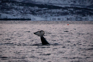 ©+Kamil+Majerczyk+Orcas&Whales_5