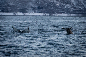 ©+Kamil+Majerczyk+Orcas&Whales_8