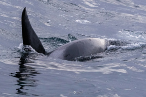 ©+Kamil+Majerczyk+Orcas&Whales_9
