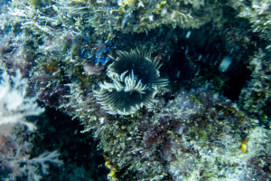 ©+Kamil+Majerczyk+Underwater_10