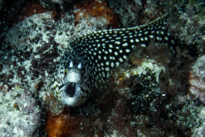 ©+Kamil+Majerczyk+Underwater_13
