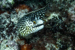 ©+Kamil+Majerczyk+Underwater_16