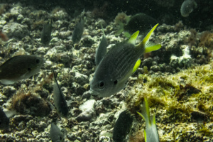 ©+Kamil+Majerczyk+Underwater_18