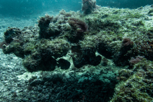 ©+Kamil+Majerczyk+Underwater_21