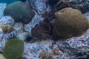 ©+Kamil+Majerczyk+Underwater_26