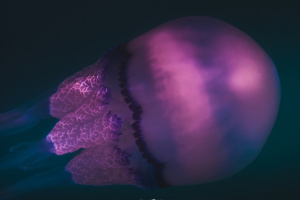 ©+Kamil+Majerczyk+Underwater_3