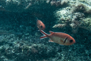©+Kamil+Majerczyk+Underwater_30