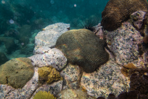 ©+Kamil+Majerczyk+Underwater_31