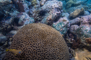 ©+Kamil+Majerczyk+Underwater_33