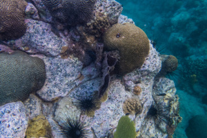©+Kamil+Majerczyk+Underwater_34