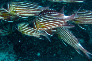 ©+Kamil+Majerczyk+Underwater_35