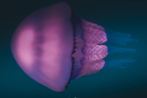 ©+Kamil+Majerczyk+Underwater_5