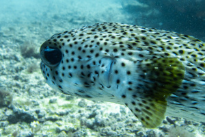 ©+Kamil+Majerczyk+Underwater_7